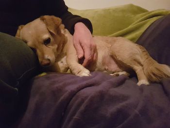 Close-up of dog sleeping on sofa