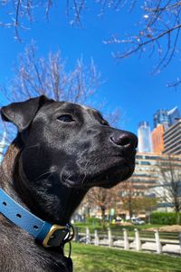 Close-up of a dog looking away