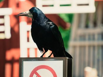 Close-up of a bird perching on railing