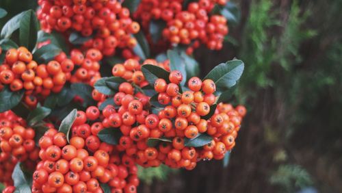 Close-up of cherries growing on plant