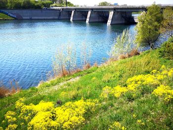 Yellow flowering plants by river