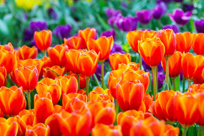 Close-up of orange tulips on field