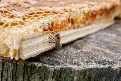 Close-up of bee on honey comb