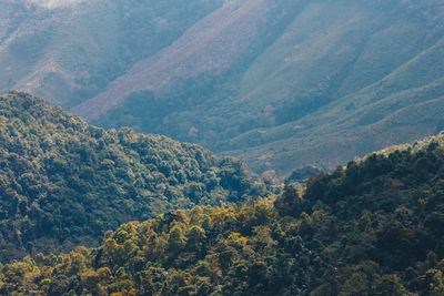 High angle view of trees in forest