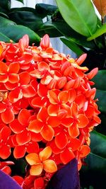 Close-up of red flowers blooming outdoors