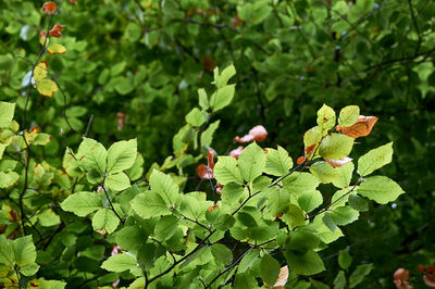 Close-up of flowering plants on tree