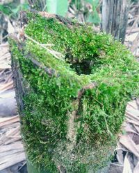 Close-up of fresh green plants