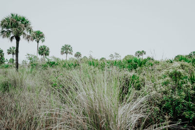 Scenic view of palm trees on field against clear sky