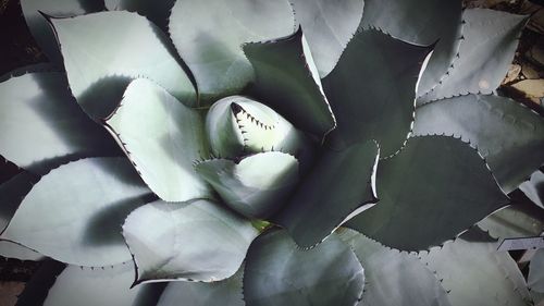 Full frame shot of succulent plant