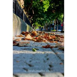 Surface level of dry leaves on street