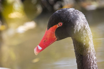 Close-up of swan