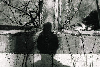 Rear view of woman with arms raised against trees