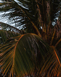 Close-up of palm tree leaves