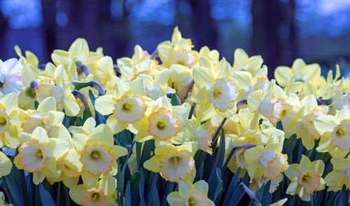 Close-up of yellow flowering plants in park