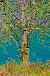 Trees growing in forest