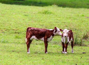 Horse grazing on grassy field