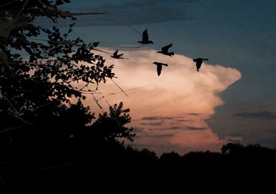 Low angle view of silhouette trees against sky at sunset