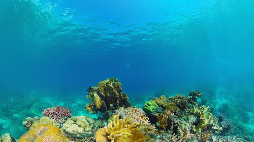 Fish swimming in sea