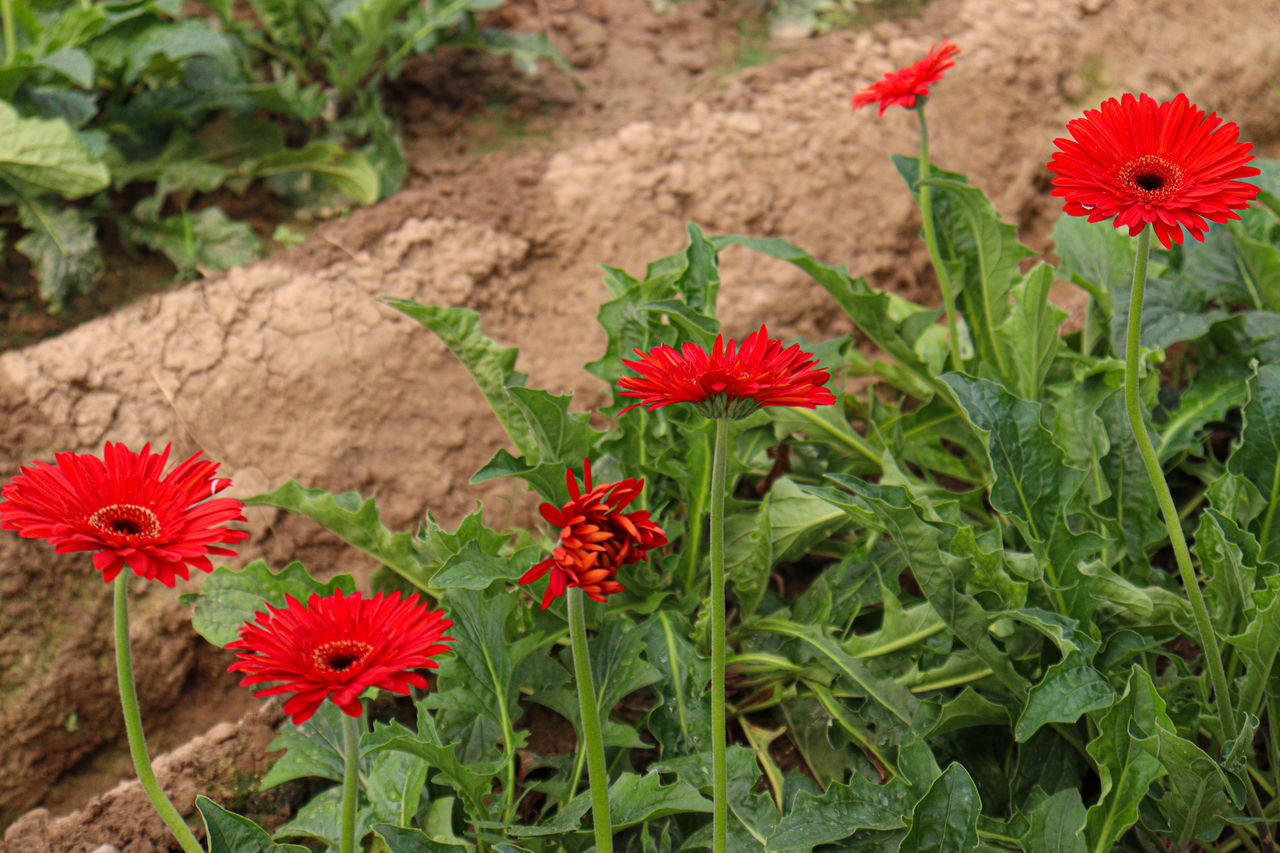 plant, flower, flowering plant, freshness, beauty in nature, nature, growth, red, flower head, inflorescence, herb, fragility, no people, wildflower, plant part, close-up, green, petal, leaf, land, day, garden, outdoors, field, botany, high angle view, poppy