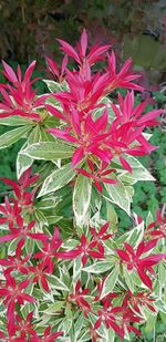 High angle view of red flowering plant