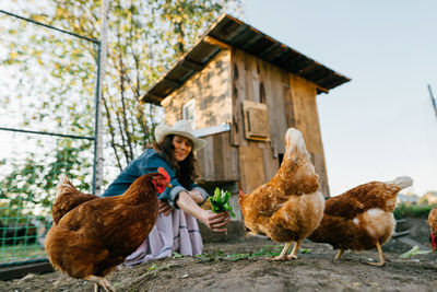 High angle view of chickens on field