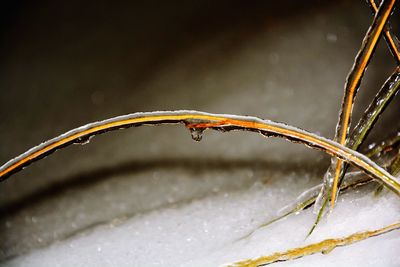 Close-up of plant against blurred background