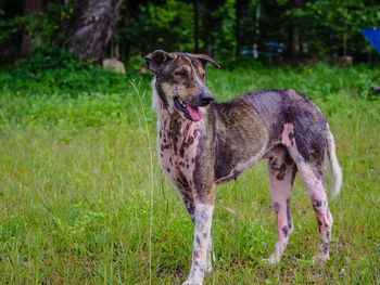 Full length of a dog on field