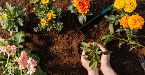 Female hands holding flowers. garden scenery background. copyspace