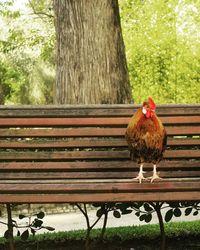 Bird on bench against tree trunk