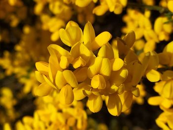 Close-up of yellow flowering plant in park