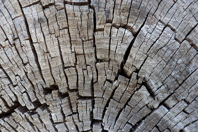 Full frame shot of tree stump