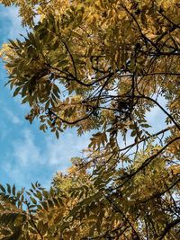 Low angle view of tree against sky