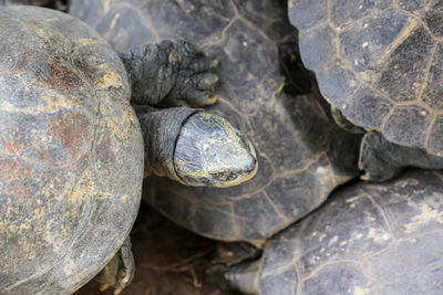 High angle view of a turtle