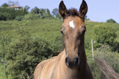 Close-up of a horse on field