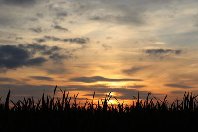 Silhouette plants growing on field against sky during sunset