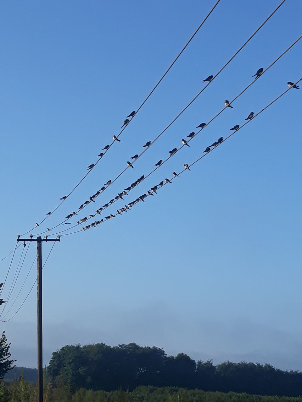 LOW ANGLE VIEW OF BIRDS FLYING AGAINST SKY