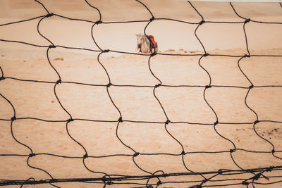 Horse sitting on sand seen through net