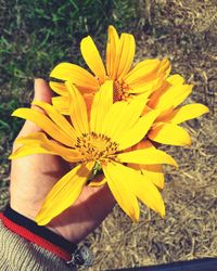 Close-up of yellow flower blooming outdoors