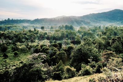 Scenic view of forest against sky