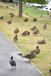 High angle view of pigeons