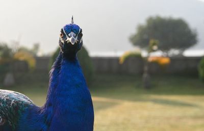 Close-up of peacock