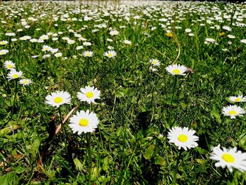 White flowers blooming on field