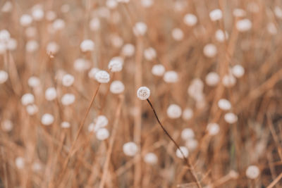 Close-up of flowering plants on land