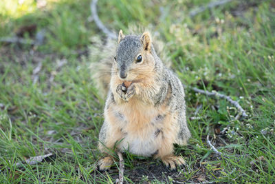 Close up of a squirrel eating a nut on a sunny day