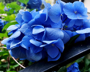 Close-up of blue hydrangea flowers