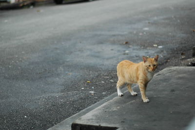 Cat looking away on road in city