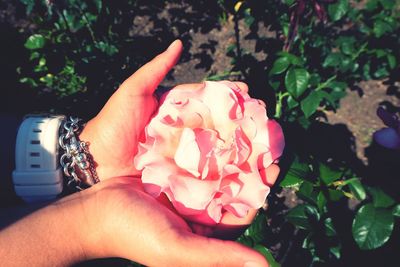 Close-up of hand with pink flowers