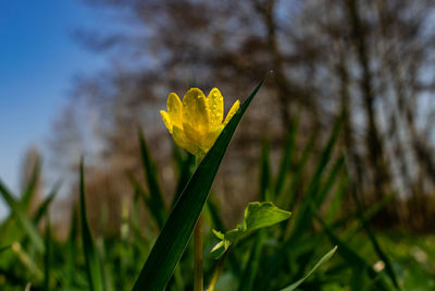 Close-up of yellow crocus flower on field