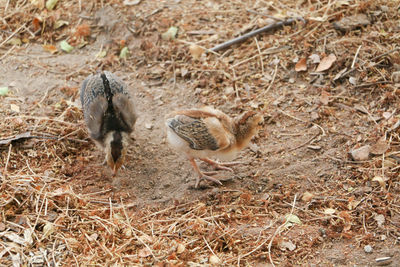 High angle view of bird on field
