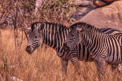 Zebras in a field